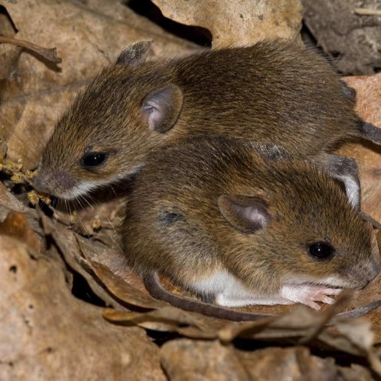 Уничтожения мышей в частном доме в Солигорске?