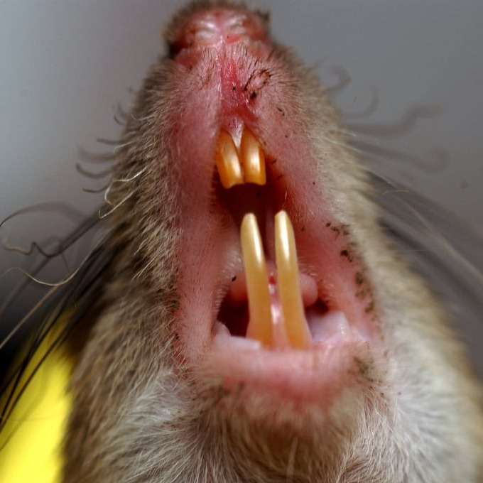 Дератизация крыс в Солигорске?